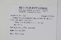 空心蓮子草藏品圖，第2張