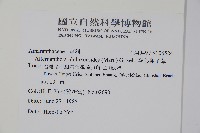 空心蓮子草藏品圖，第2張