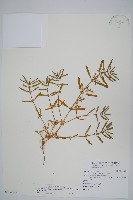 蓮子草藏品圖，第1張