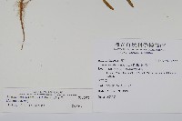 蓮子草藏品圖，第2張