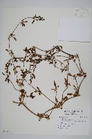 登錄號:S106587藏品圖，第1張