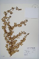 登錄號:S106588藏品圖，第1張