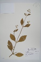 登錄號:S106590藏品圖，第1張