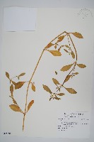 登錄號:S106591藏品圖，第1張