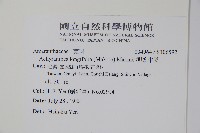 柳葉牛膝藏品圖，第2張