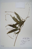 柳葉牛膝藏品圖，第1張