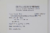 柳葉牛膝藏品圖，第2張