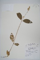 日本牛膝藏品圖，第1張