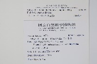 日本牛膝藏品圖，第2張