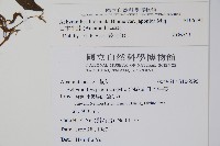 日本牛膝藏品圖，第2張