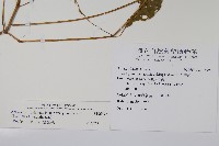 日本牛膝藏品圖，第2張