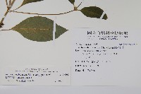 日本牛膝藏品圖，第2張