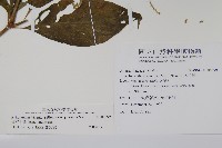 日本牛膝藏品圖，第2張