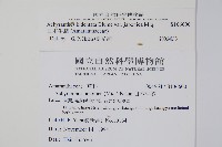 日本牛膝藏品圖，第2張