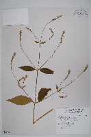 牛膝藏品圖，第1張