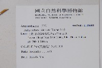 牛膝藏品圖，第2張