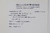 牛膝藏品圖，第2張