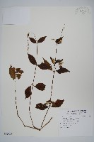 牛膝藏品圖，第1張