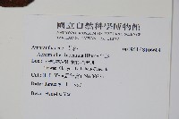 牛膝藏品圖，第2張