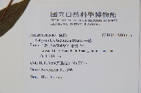 牛膝藏品圖，第2張