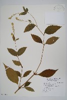 牛膝藏品圖，第1張