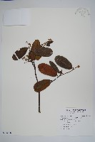 瓜馥木藏品圖，第1張