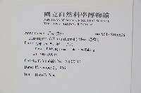 瓜馥木藏品圖，第2張