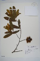 瓜馥木藏品圖，第1張