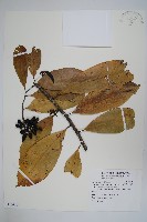 恆春哥納香藏品圖，第1張