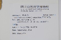 恆春哥納香藏品圖，第2張