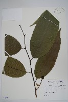 瓣立羅林果藏品圖，第1張