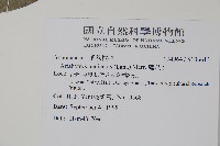 鷹爪花藏品圖，第2張