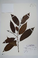 牛心梨藏品圖，第1張