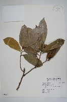 刺番荔枝藏品圖，第1張