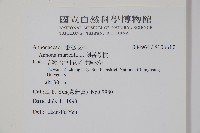 刺番荔枝藏品圖，第2張