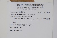 巴西番荔枝藏品圖，第2張