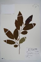 登錄號:S106620藏品圖，第1張