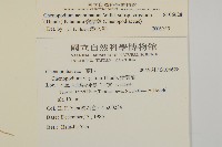 變葉藜藏品圖，第2張