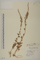 變葉藜藏品圖，第1張