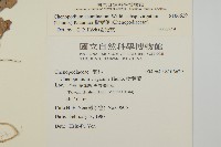 變葉藜藏品圖，第2張