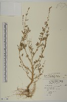 變葉藜藏品圖，第1張