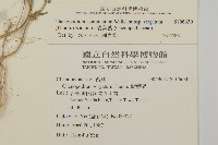 變葉藜藏品圖，第2張