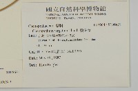 變葉藜藏品圖，第2張