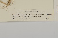 變葉藜藏品圖，第3張