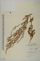 變葉藜藏品圖，第1張