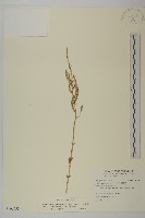 變葉藜藏品圖，第1張