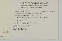 變葉藜藏品圖，第2張