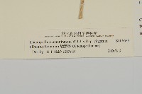 變葉藜藏品圖，第3張