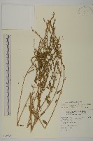 變葉藜藏品圖，第1張