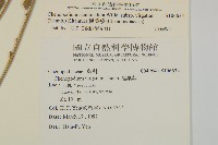 變葉藜藏品圖，第2張